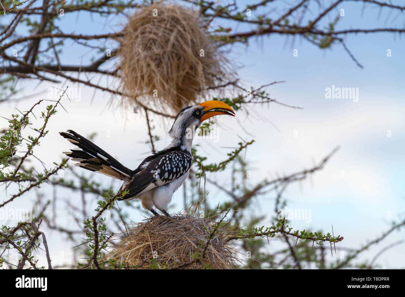 Eastern yellow-billed Hornbill, Tockus flavirostris, auf Zweig mit anderen Vogel großen nest Samburu National Reserve, Kenia, Ostafrika gehockt Stockfoto