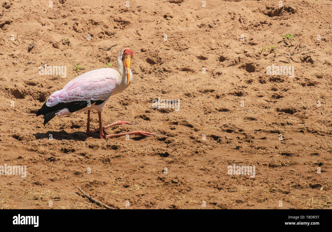 Nimmersatt, mycteria Ibis, mit langen gelben Schein, kniend auf sandigen Boden Masai Mara National Reserve Kenia Ostafrika Stockfoto