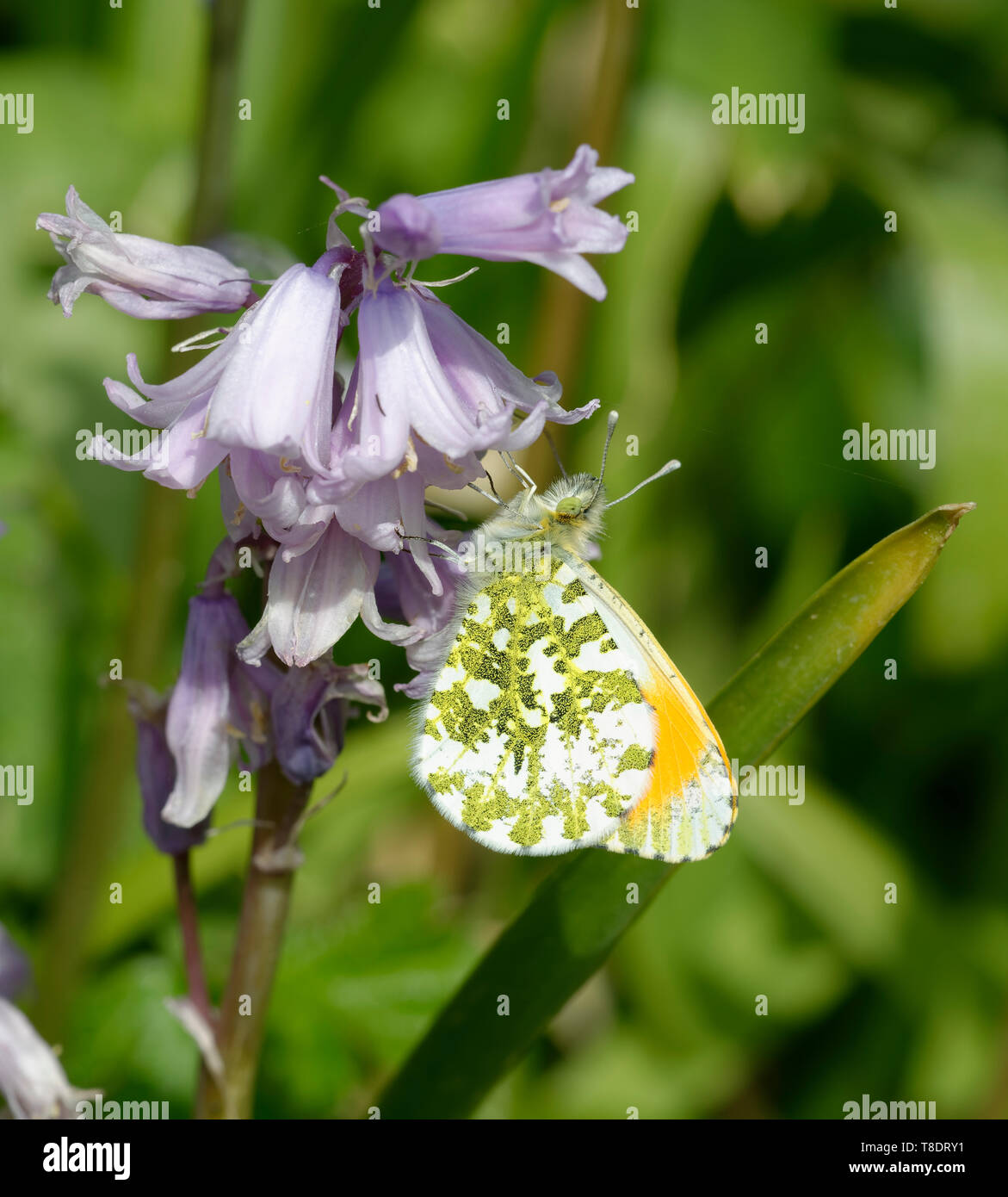 Orange Tip Schmetterling - Anthocharis cardamines Männlichen Unterseite auf Spanisch Bluebells - Hyacinthoides Hispanica Stockfoto