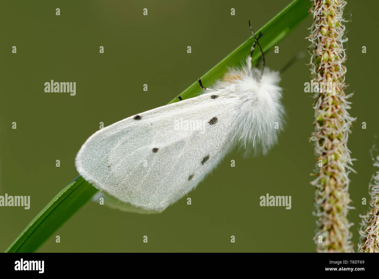 Musselin Moth-Diaphora mendica Weiblichen auf Gras Blatt Stockfoto