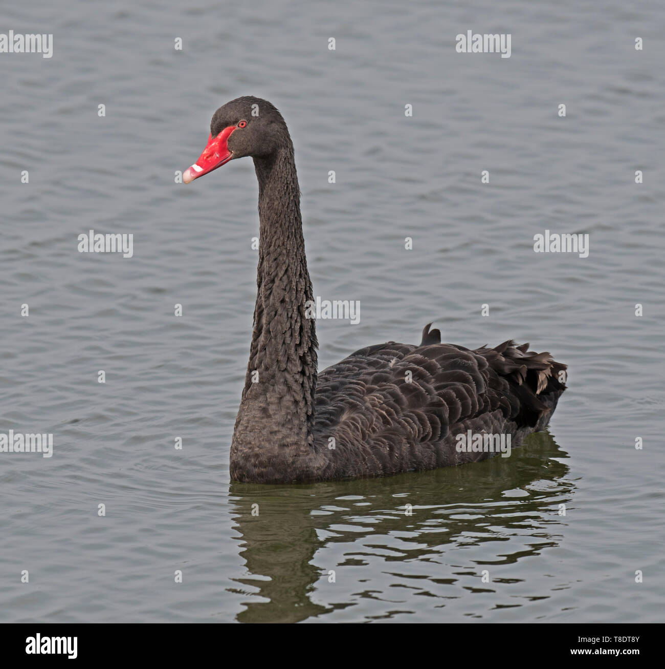 Schwarz, Schwan, Cygnus, atratus, At, Seaforth, Liverpool Stockfoto