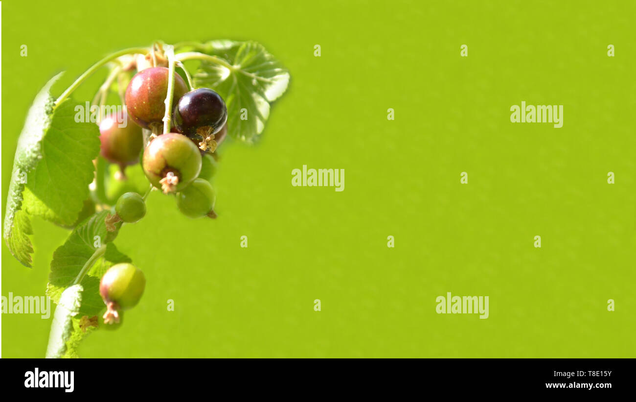 Schwarze Johannisbeeren Ribes nigrum Früchte auf grünen Hintergrund, Banner für Website mit Garten, Gesundheit, weightloss oder Kochen Konzept mit kopieren. Stockfoto