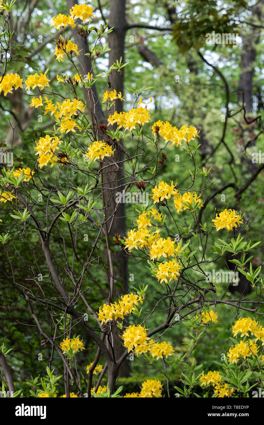 Rhododendron luteum S, die Gelbe Azalee oder geiblatt Azalee, Familie:  Ericaceae Stockfotografie - Alamy