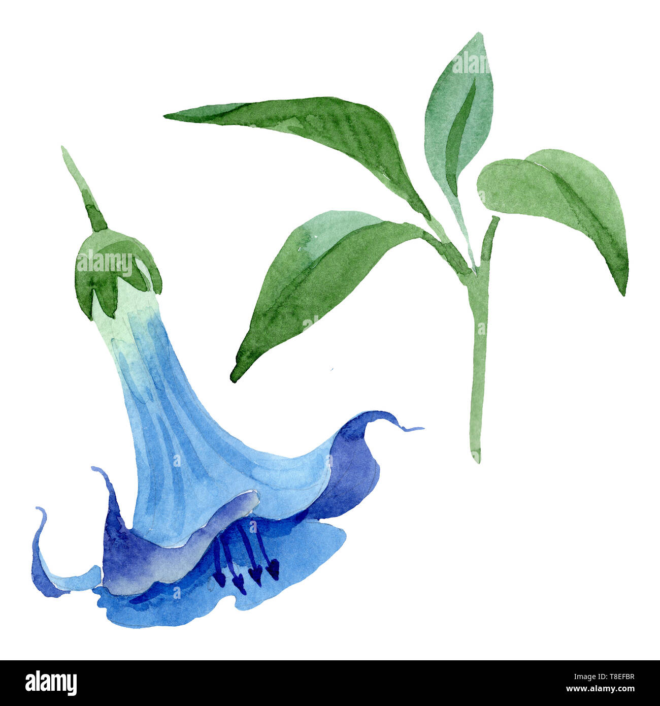 Blau Engelstrompeten floral botanischen Blumen. Aquarell Hintergrund gesetzt. Isolierte engelstrompeten Abbildung Element. Stockfoto