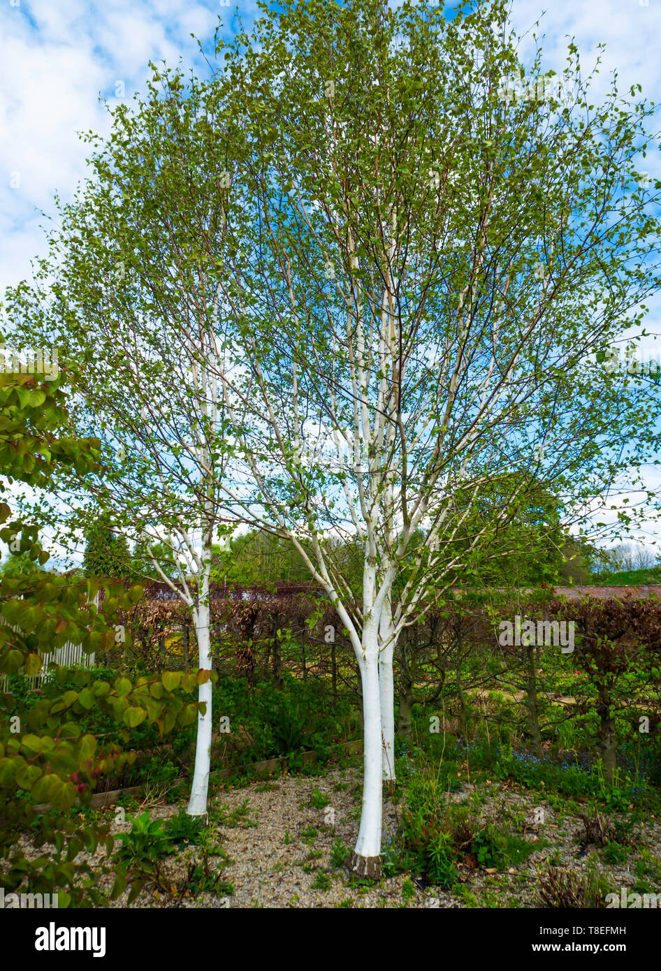 Drei weiße Rinde der Birken Betula utilis jacquemontii, in North Yorkshire im Frühjahr Stockfoto