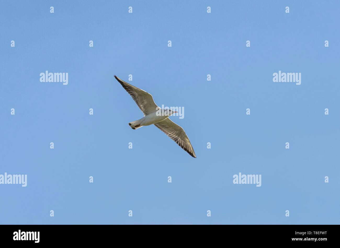Schöne Möwe das Fliegen in den Himmel Stockfoto Schöne Möwe das Fliegen in den Himmel Stockfoto