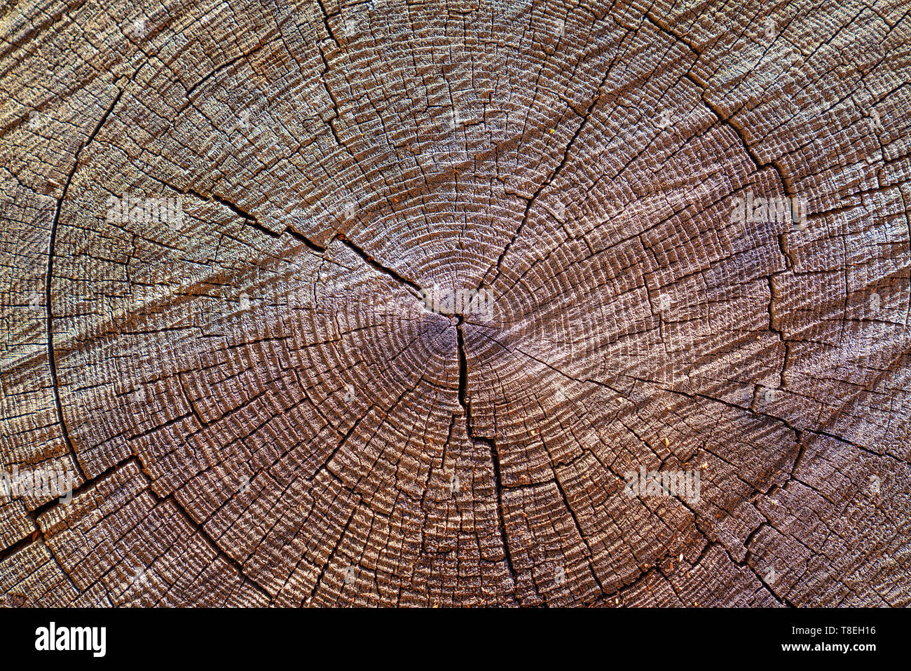 Alten Baumstumpf Hintergrund. Braun Holz- Textur Hintergrund Stockfoto