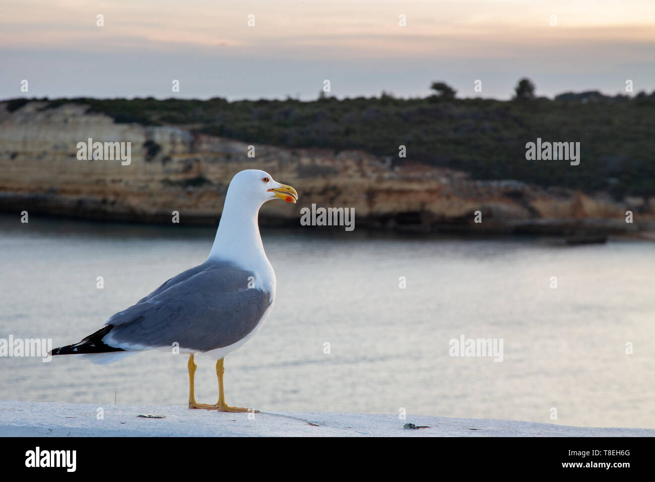 Yellow-legged Gull (Larus michahellis) Praia Nova in der Nähe von Armacao de Pera an der Algarve, Portugal. Stockfoto