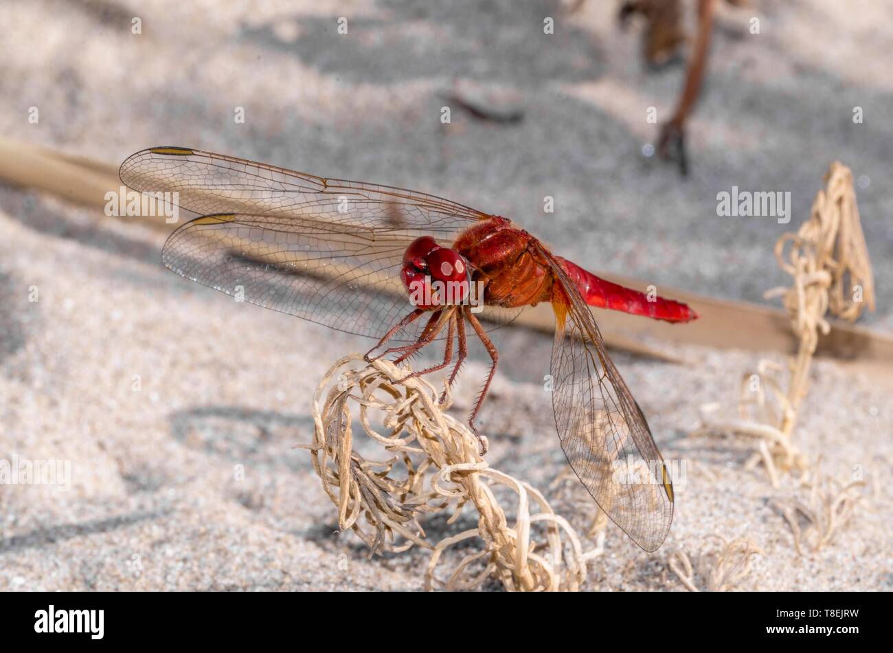 Schöne rote Libelle auf einem Strauch auf dem Sand Stockfoto