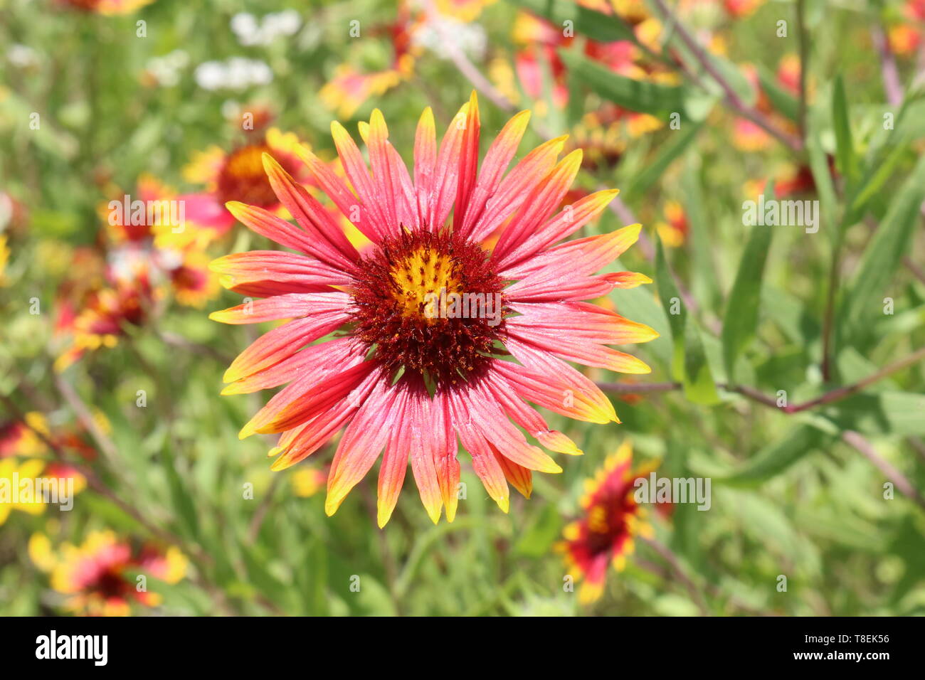 Nahaufnahme eines indischen Decke Blume in einem Feld von Wildblumen in voller Sonne Stockfoto