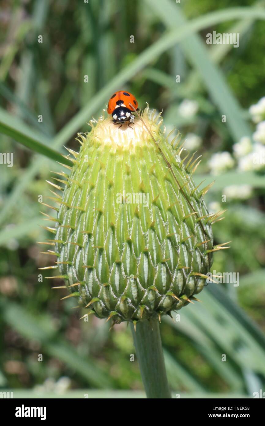 Nahaufnahme der Marienkäfer auf der Oberseite der Distel im grünen Feld Stockfoto