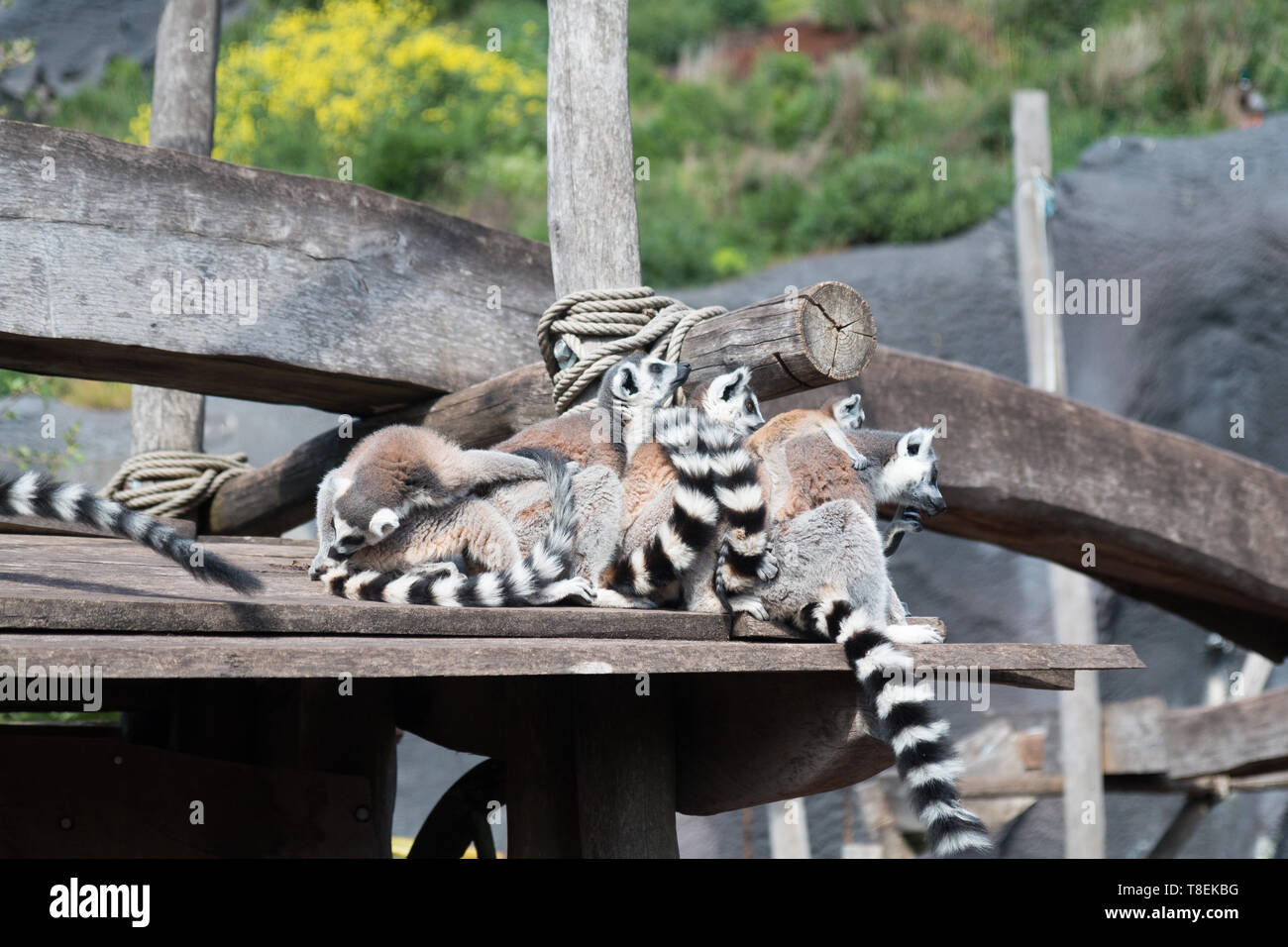 Pairi Daiza Zoo und Botanischer Garten; Lemur Stockfoto