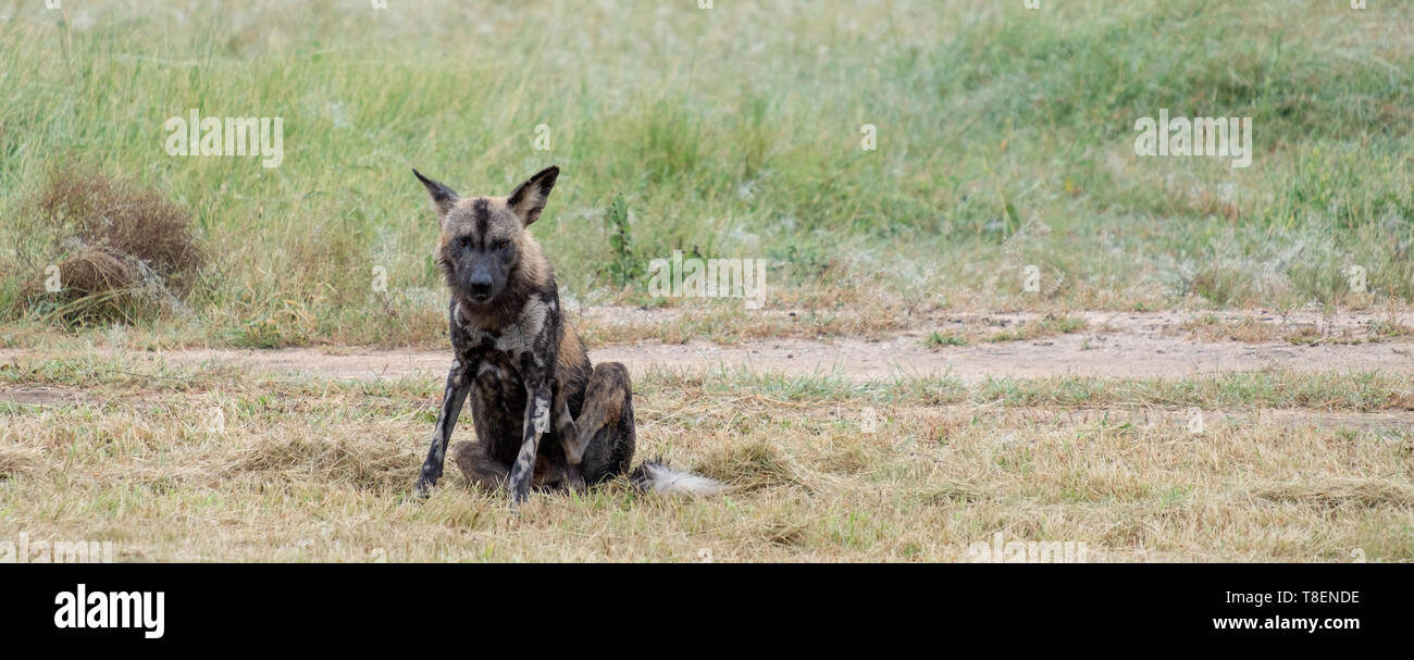 Seltene Afrikanische Wildhunde, Teil einer größeren Pack, bei Arathusa Sabi Sands hat eine offene Grenze mit dem Krüger Nationalpark Südafrika fotografiert. Stockfoto