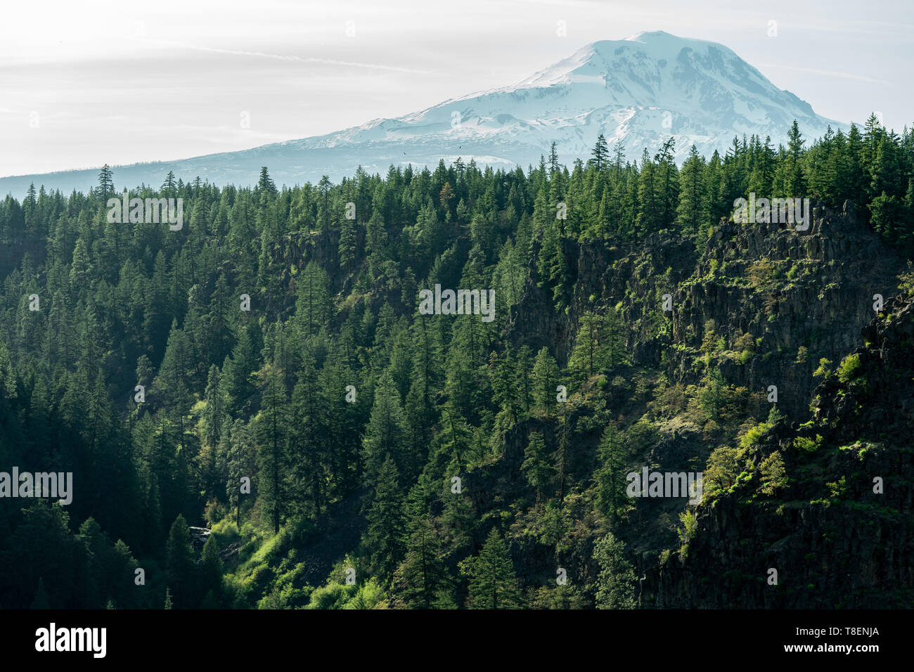 Snowy Mt Adams Blick, Ostseite, an einem sonnigen Frühlingstag, Baum fallenden Felsen im Vordergrund. Stockfoto