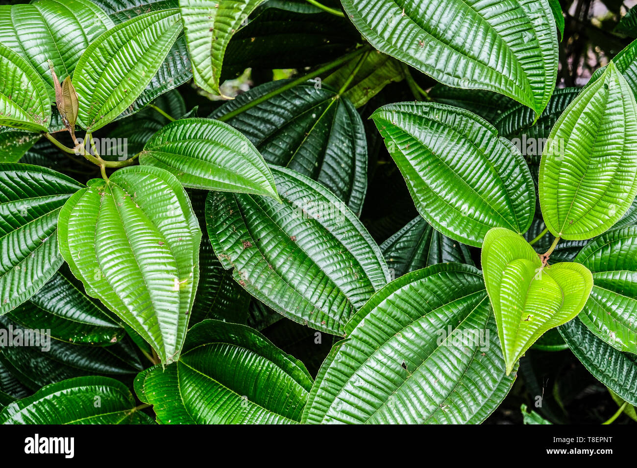 Grüne Blätter treibt, einfachen Hintergrund Stockfoto