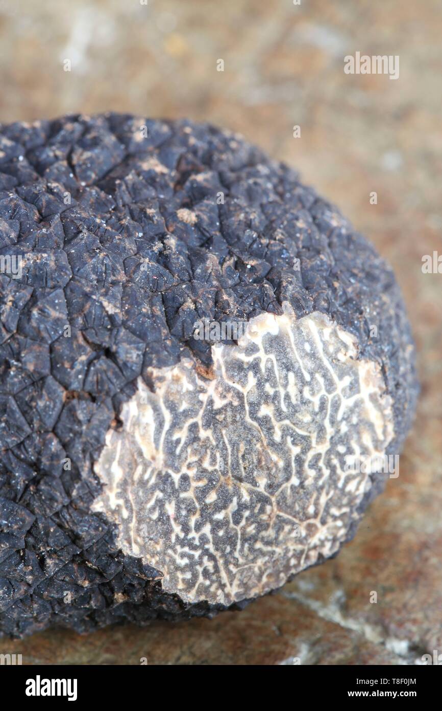 Frankreich, Dordogne, Perigord, schwarze Trüffel (Tuber melanosporum) Stockfoto