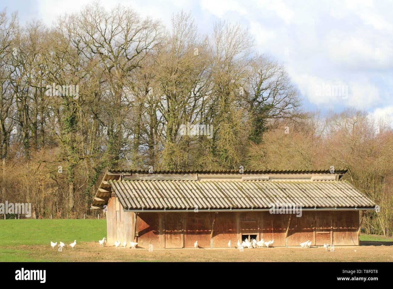 Frankreich, Saone-et-Loire, Varennes Saint Sauveur, Maison Marquis Farm Geflügelfarm von Bresse AOP Laurent Marquis, Hühner an der Freiheit Stockfoto