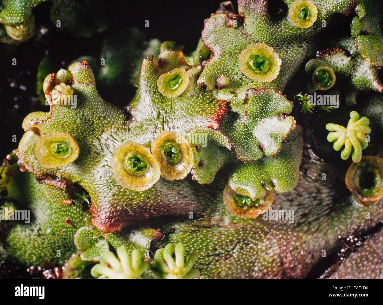 Marchantia polymorpha, manchmal bekannt als die gemeinsame Muskeltrainings oder Regenschirm Zahnwurzelentzündungen, Ansicht von oben Übersicht Tassen holding Gemmae Stockfoto