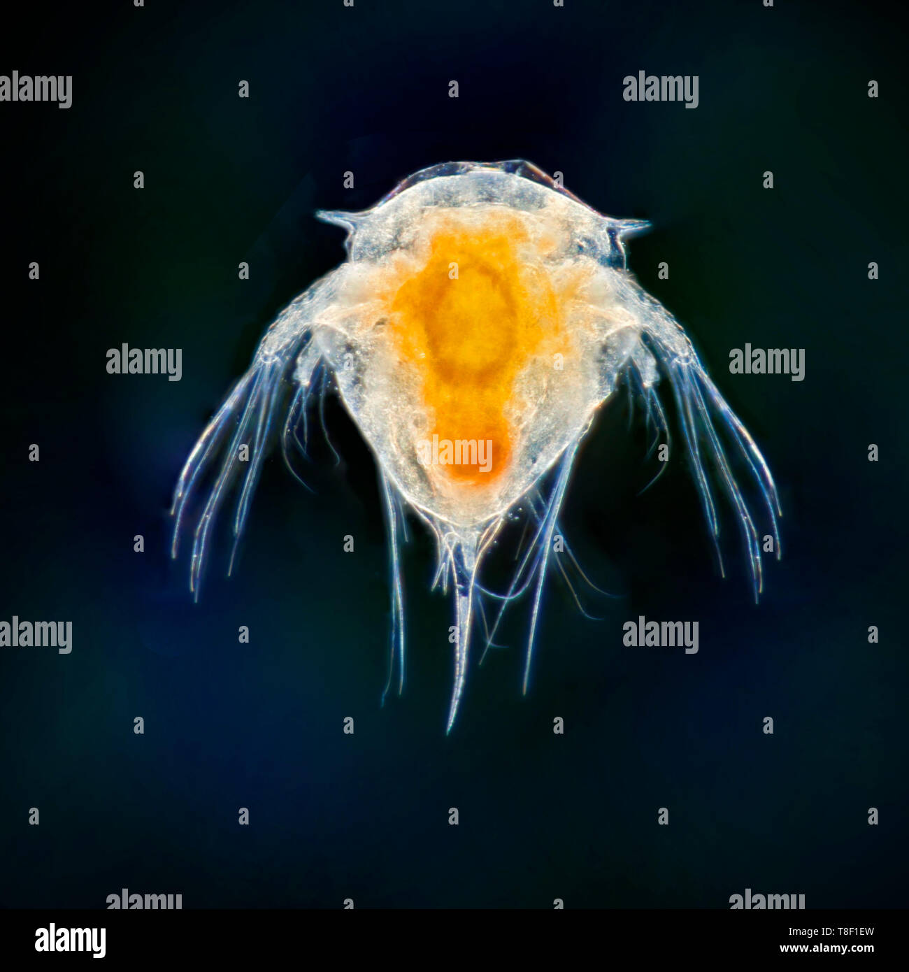 Darkfield photomicrograph, Acorn barnacle Larvenstadien. Semibalanus balanoides. Stockfoto