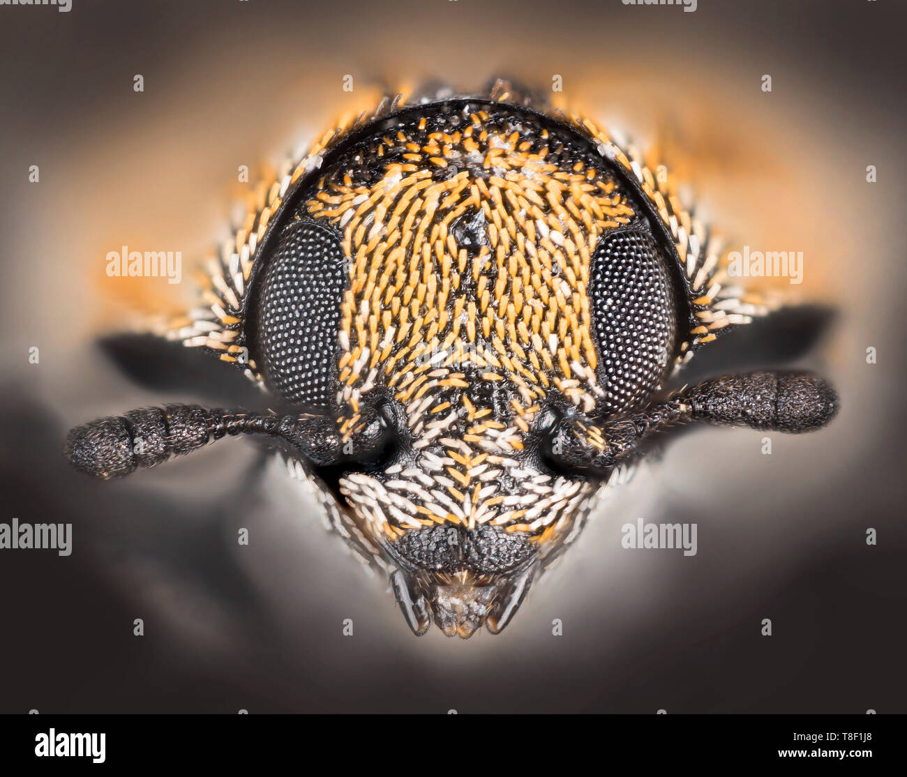Abwechslungsreiche Teppich Käfer (Anthrenus verbasci) ist ein 3 mm langer Käfer aus der Familie Dermestidae, Nahaufnahme Kopf schoss. Stockfoto