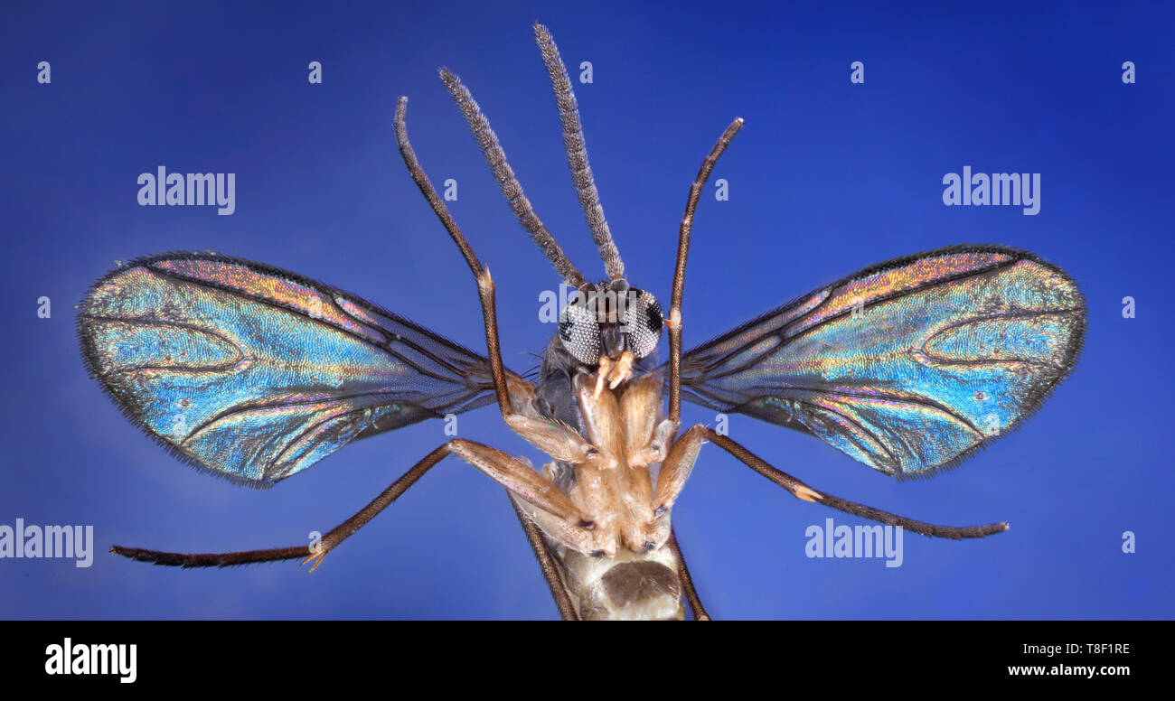 Dark winged Pilz Midge, sciaridae, hohe Makro ventrale Ansicht Stockfoto