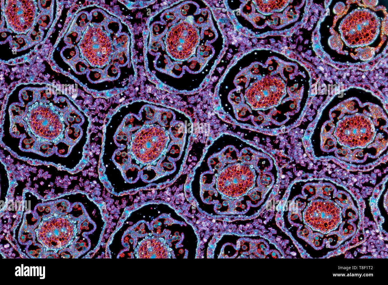 Löwenzahn Blume Leiter, Dunkelfeld photomicrograph, TS differentiellen Färbung zeigt allgemeine Strukturen. Stockfoto