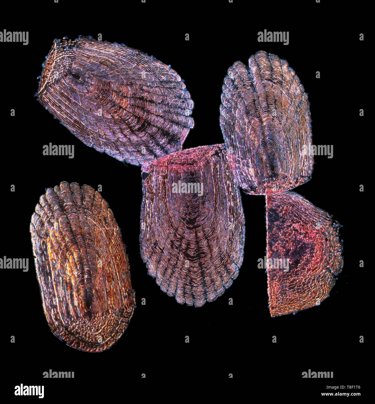 Fischschuppen darkfield photomicrograph Stockfoto