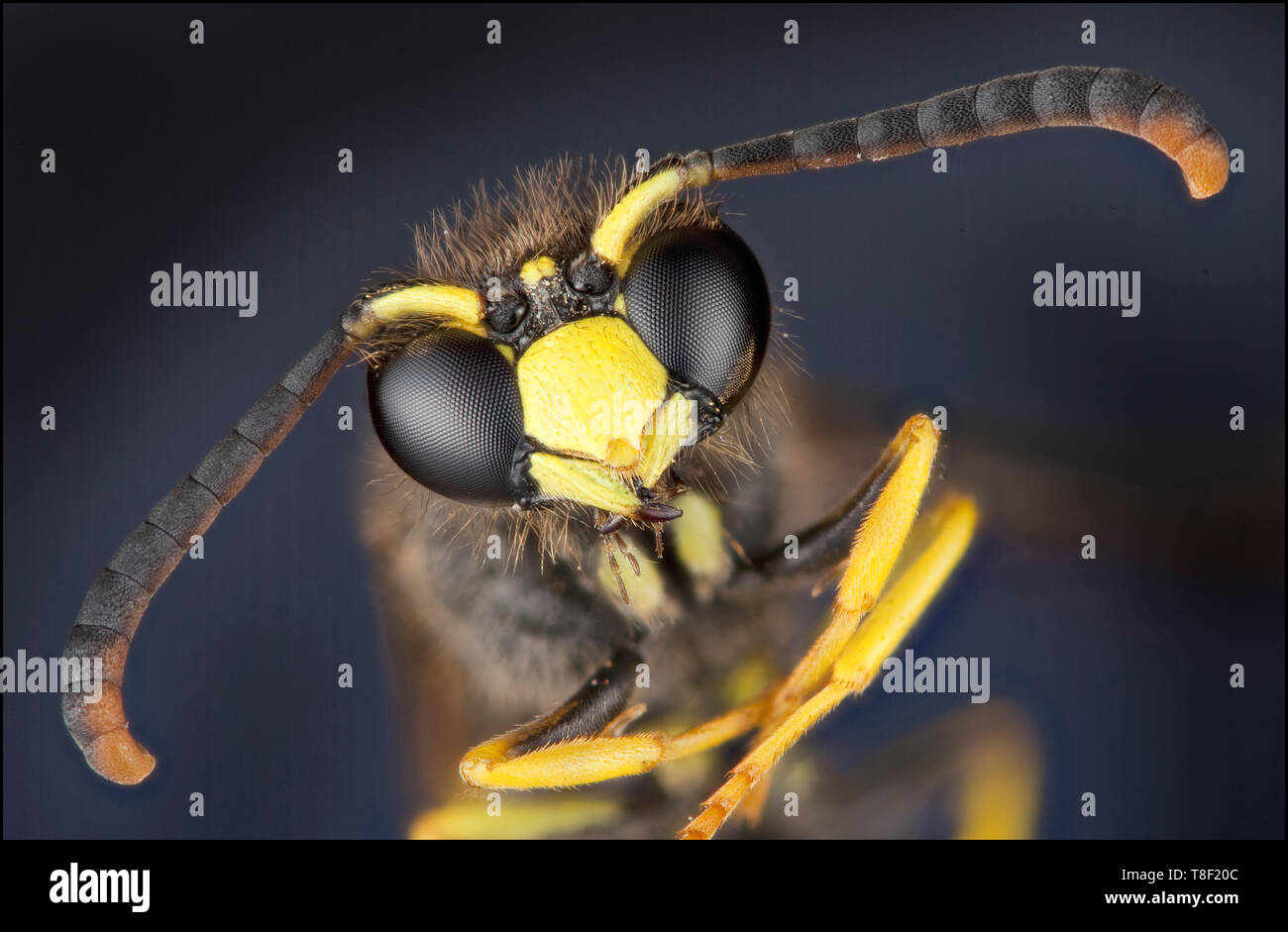 Vespa Vulgaris oder die gemeinsame Wespe, Makro-Ansicht des Kopfes, Facettenaugen, Mund und Antennen Stockfoto