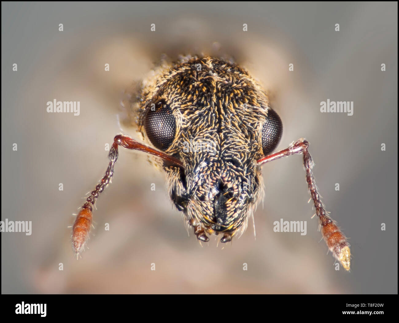 Pea blatt Rüsselkäfer, Sitona lineatus, hohe makro Ansicht von Kopf und mundwerkzeuge. Stockfoto