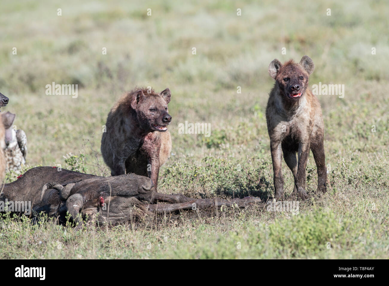 Tüpfelhyänen an einem Gnus töten, Tansania Stockfoto