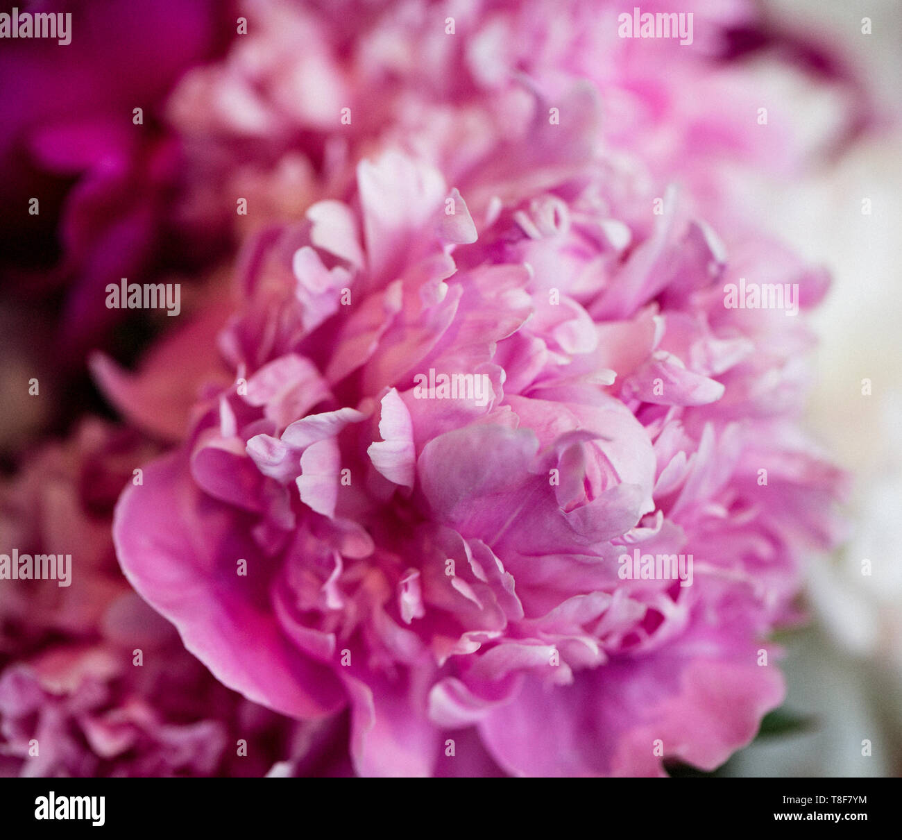 Rosa Pfingstrose in voller Blüte Stockfoto