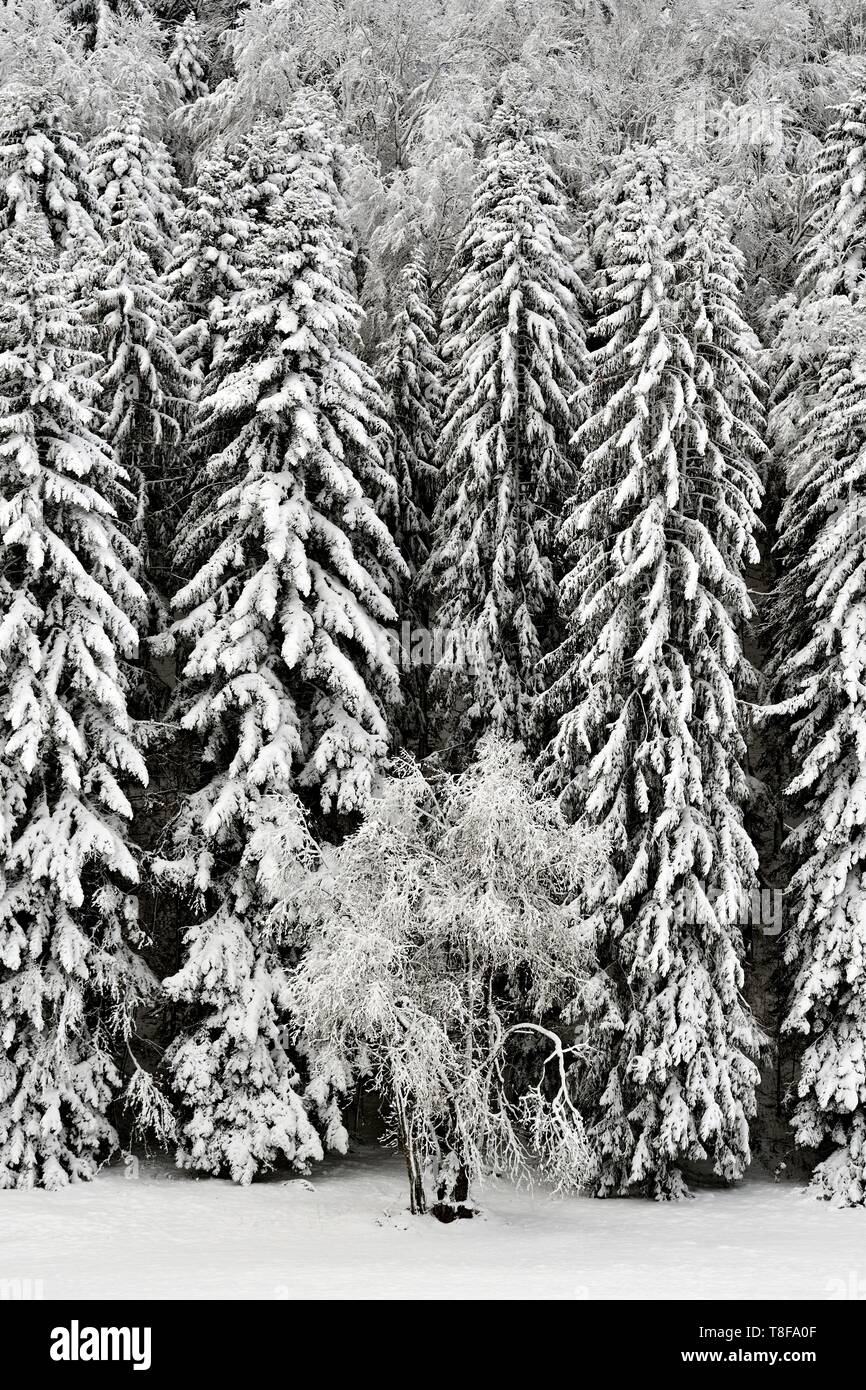 Frankreich, Doubs, Haut Doubs, Charquemont, Winterlandschaft, verschneite Tannen Stockfoto