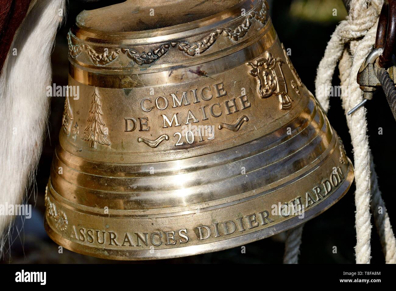 Frankreich, Doubs, Les Ecorces, landwirtschaftliche zeigen, Glocke hängen an den Hals einer Montbeliarde Kuh Stockfoto