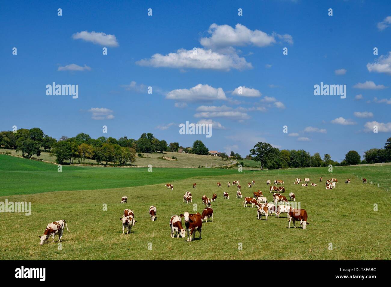 Frankreich, Doubs, Les Terres de Chaux, Montbeliarde grasende Kühe Stockfoto