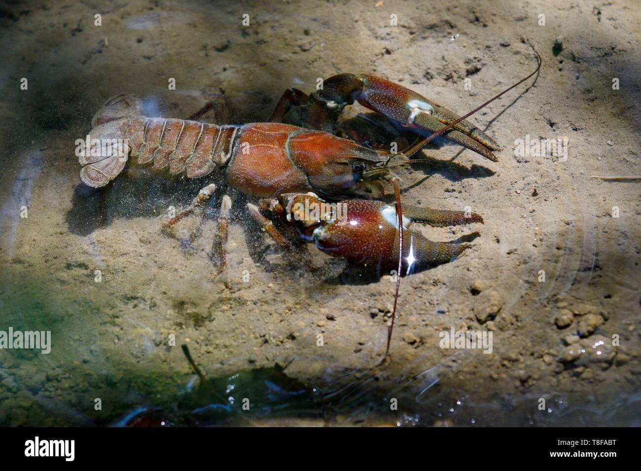 Frankreich, Doubs, Amerikanische Klauenkupplung (Orconectes limosus), invasive invasiver Arten Stockfoto