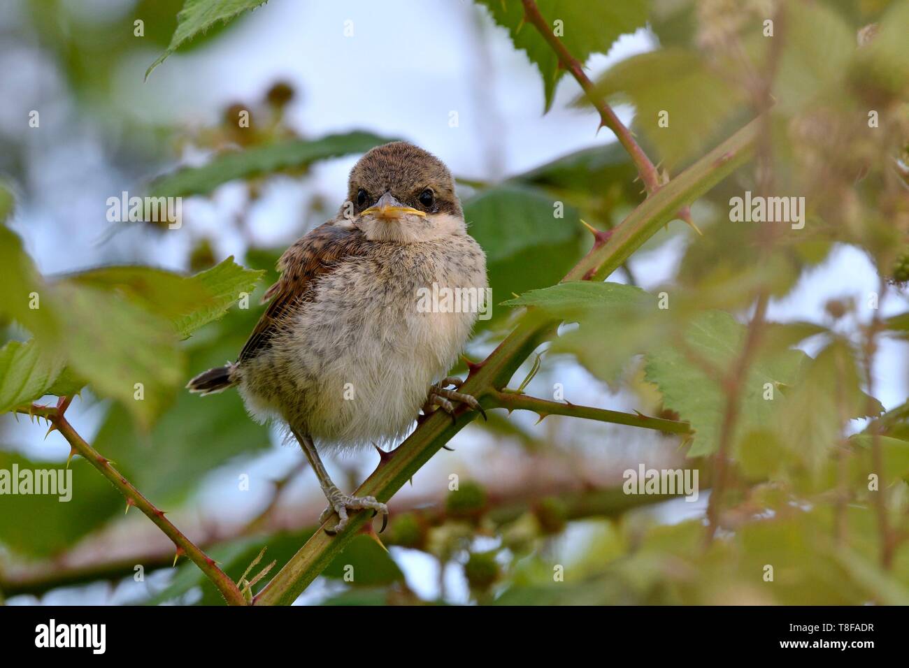 Frankreich, Doubs, Red backed Shrike (Lanius collurio) Junge auf einem Zweig aus dem Nest, Fütterung Stockfoto