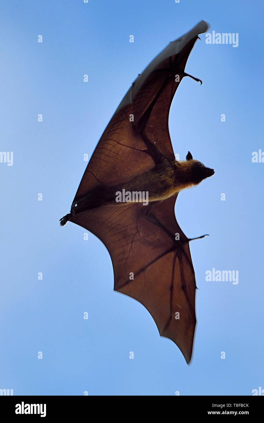 Frankreich, Insel Mayotte (französische überseeische Departements), Grande Terre, Nyambadao Sakouli, Strand, riesige Fledermaus, genannt Seychellen Flying Fox (Pteropus comorensis seychellensis) Stockfoto