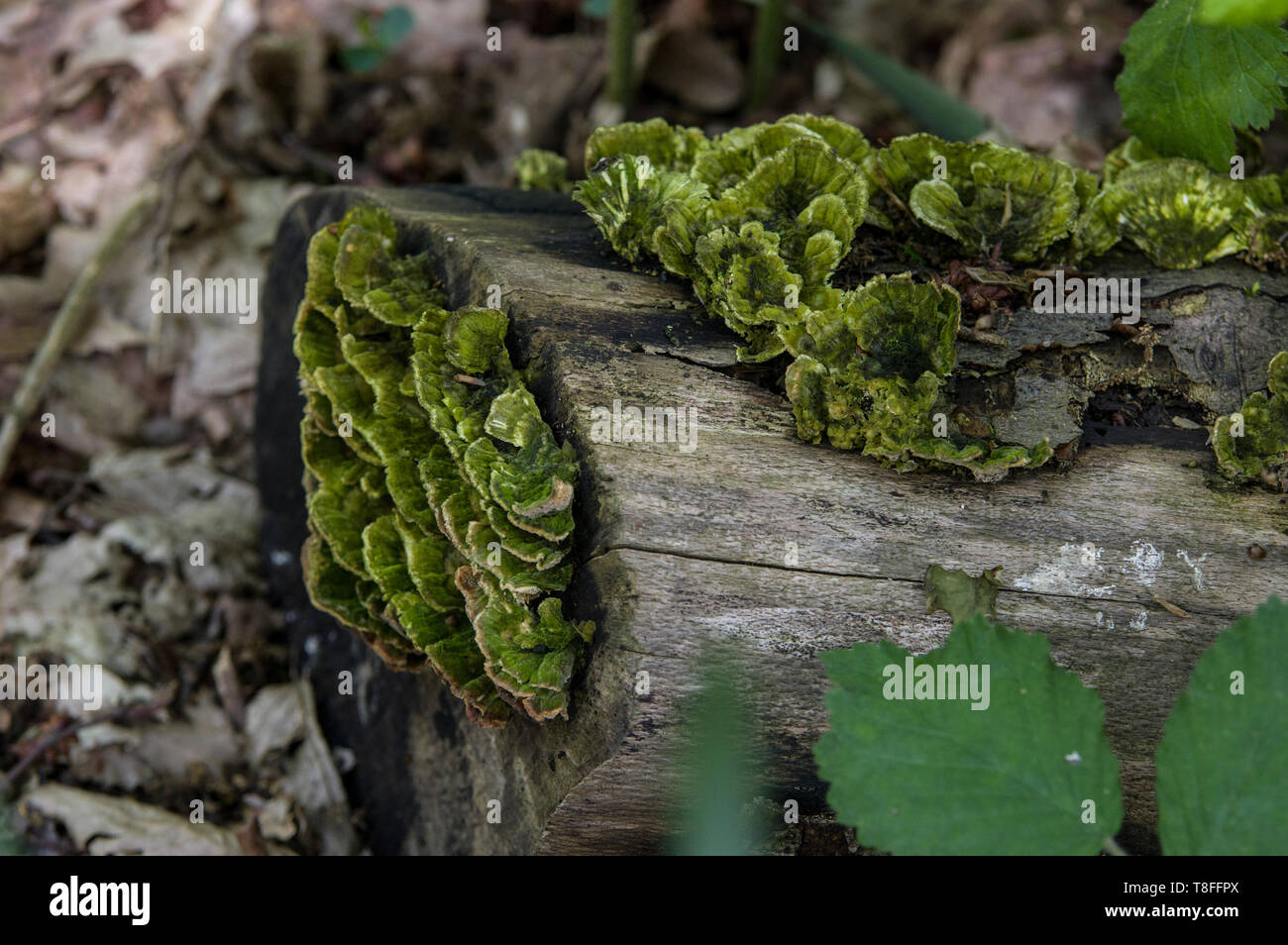 Mit Algen bedeckter Tramettenpilz - Keine Pilze essen, die von einem Fachmann nicht richtig identifiziert wurden - einige sind TÖDLICH Stockfoto