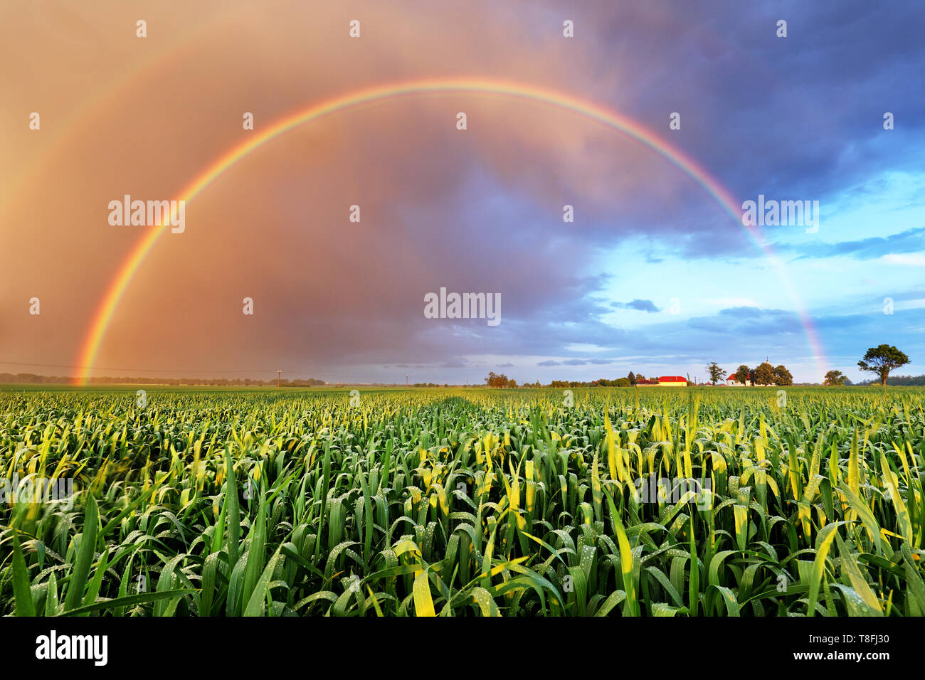 Regenbogen über Weizenfeld, Natur Landschaft Stockfoto