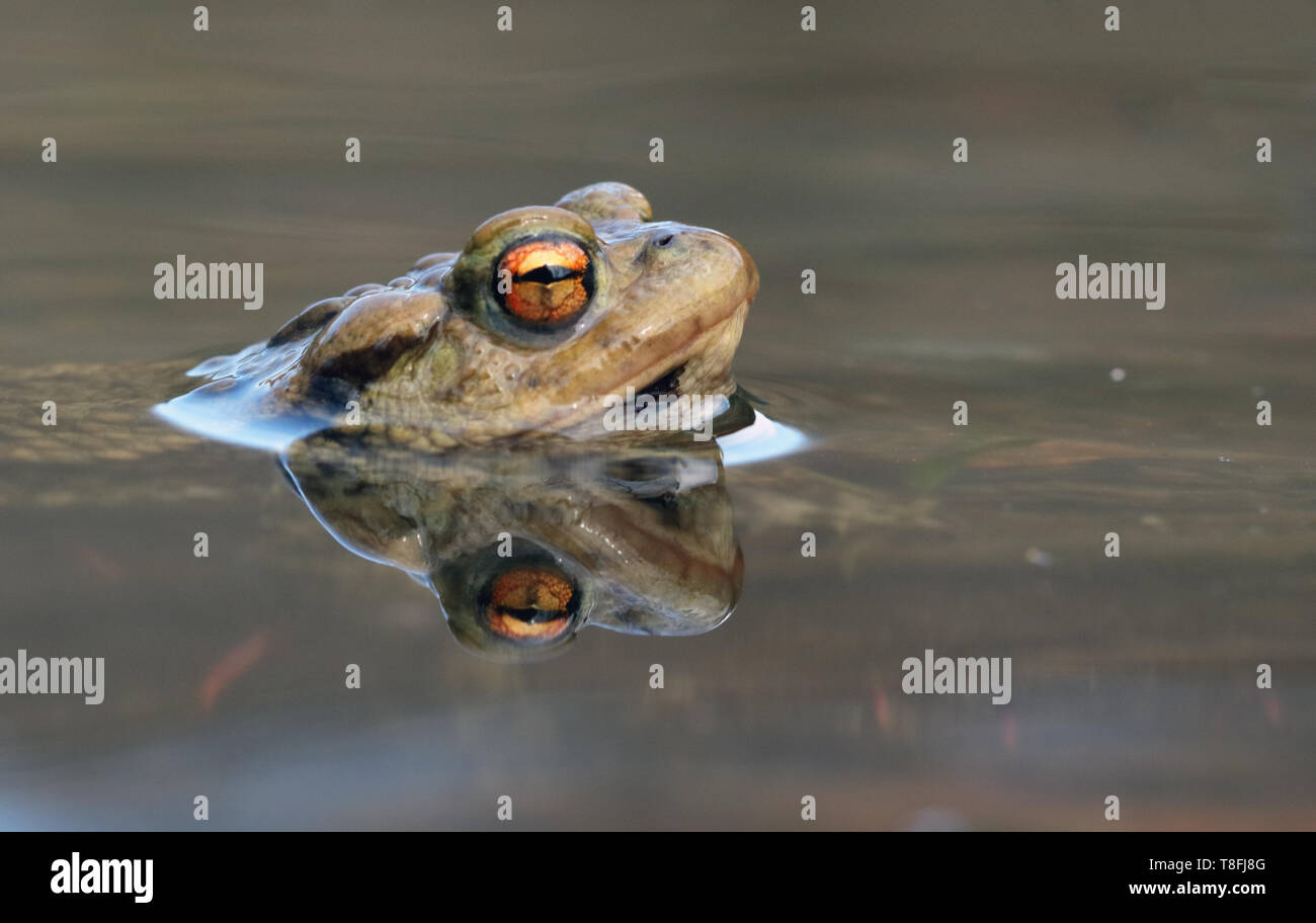Porträt einer wunderschönen Kröte mit Kopf über der Wasseroberfläche Stockfoto
