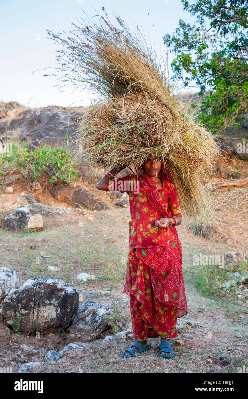 Eine indische Frau trägt einen Sari mit einem Ballen Stroh in ländlichen Rajasthan, Indien Stockfoto