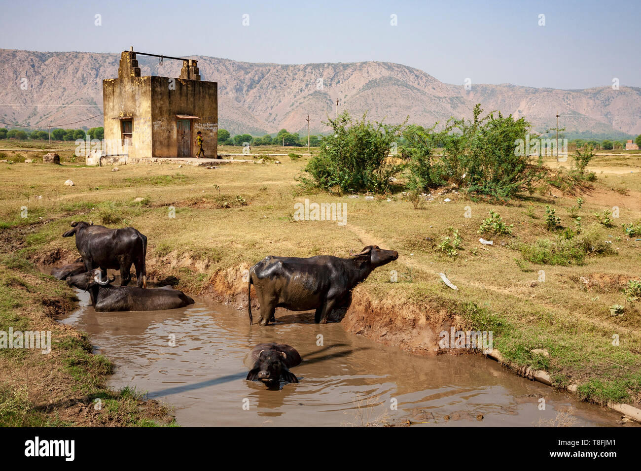 Indische Rinder in ein Wasserloch im ländlichen Rajasthan suhlen, Indien Stockfoto