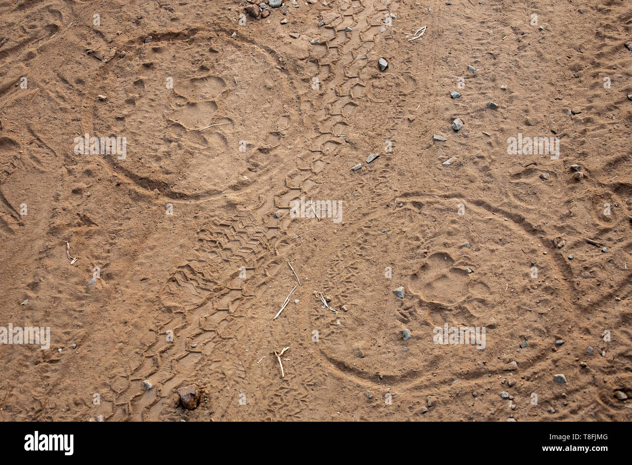 Tiger pawprints im Sand, Sariska Tiger Reserve, Rajasthan, Indien Stockfoto