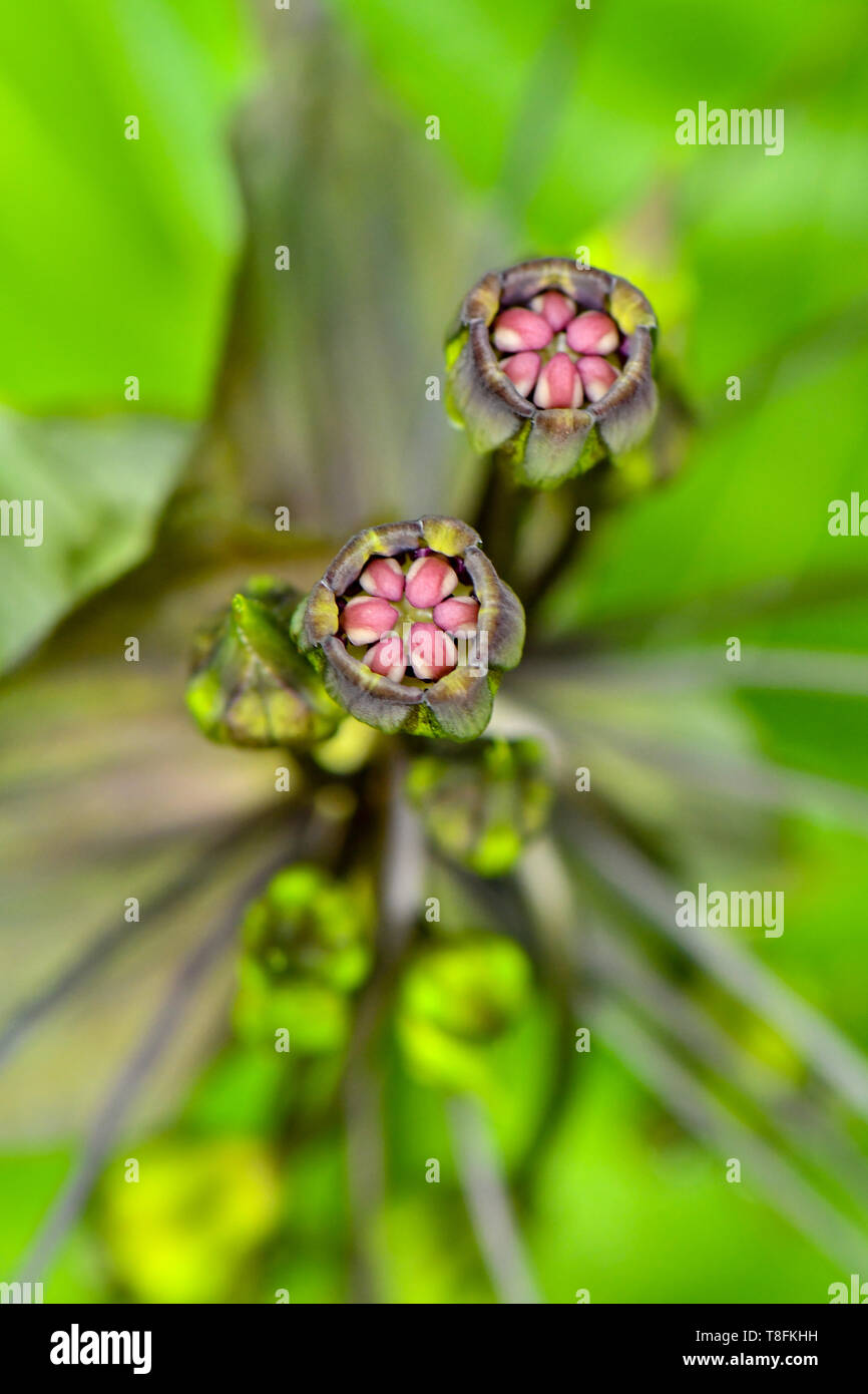 Ghoulish, whiskery bat Blume Pflanzen Stockfoto