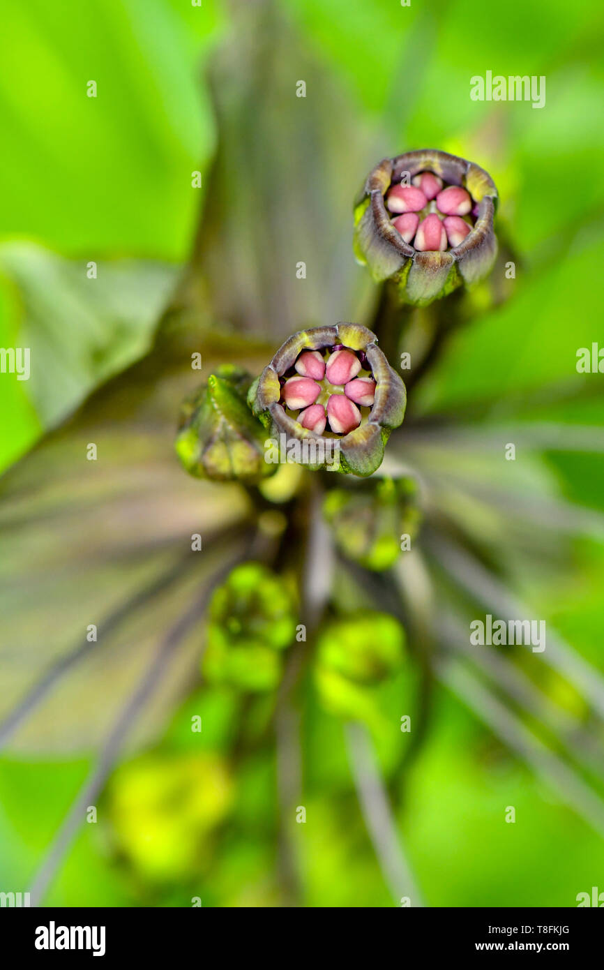 Ghoulish, whiskery bat Blume Pflanzen Stockfoto