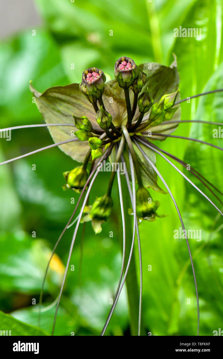 Ghoulish, whiskery bat Blume Pflanzen Stockfoto