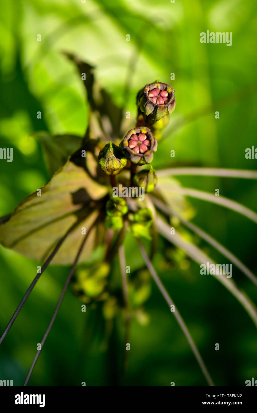 Ghoulish, whiskery bat Blume Pflanzen Stockfoto