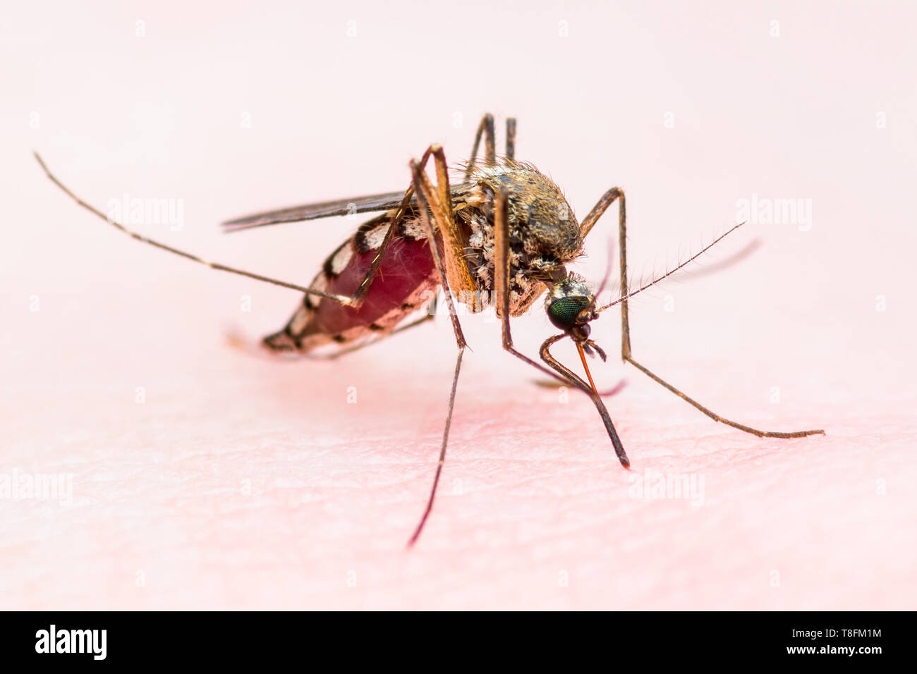 Gelbfieber, Malaria oder Zika Virus infizierte Mücken Insekten Makro Stockfoto