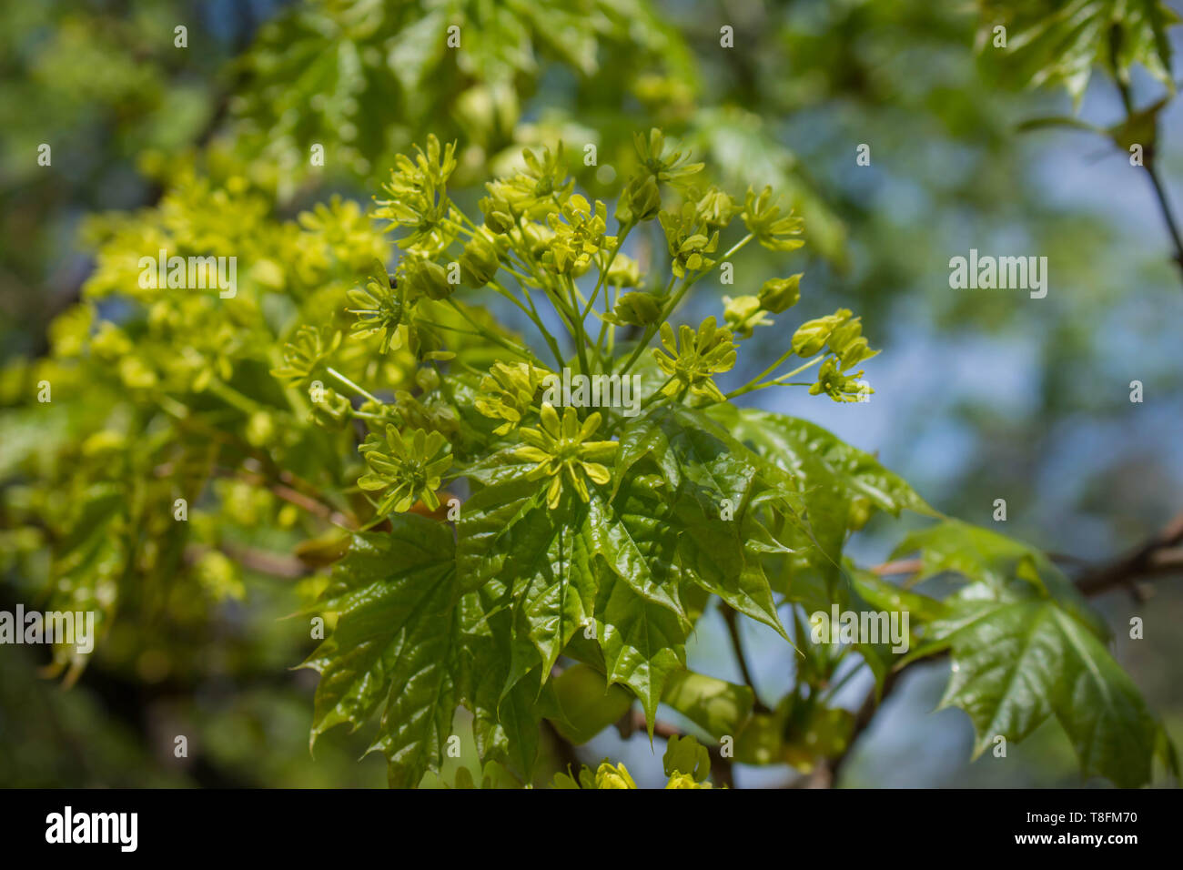 Gelbe Blumen der Spitzahorn / Acer negundo Stockfoto