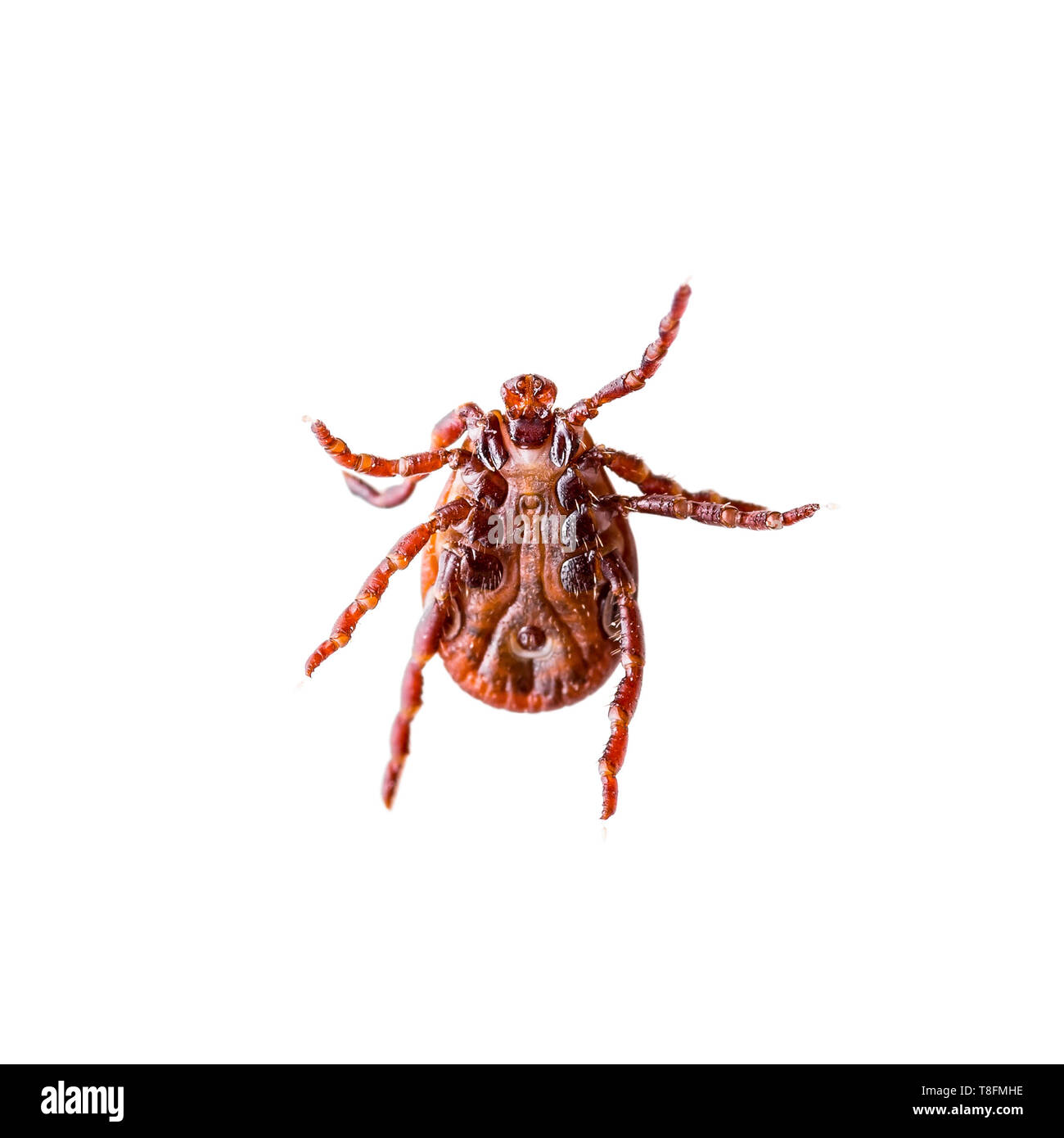 Enzephalitis Virus oder Borreliose infizierte Zecke Arachnid Insekt-schädling Kriechen auf weißem Hintergrund Stockfoto